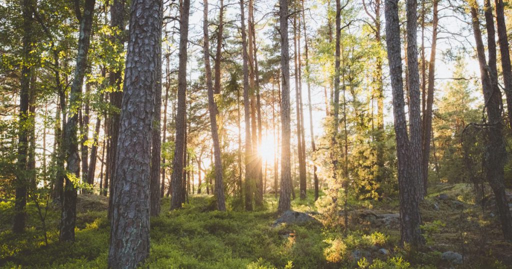 personlig assistans hässleholm